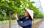 Hà Nội chuyển mình cùng nông nghiệp xanh