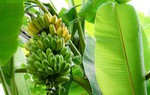 Nhớ hương chuối chín vườn xưa