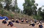 Gìn giữ nguồn gene dược liệu quý, lan tỏa giá trị thuốc Nam