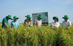 Phụ nữ nông thôn chuyển đổi xanh và thích ứng khí hậu: Bài 1 - Năng động trên cánh đồng phát thải thấp
