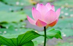 Diễn đàn tháng 8: Nỗi nhớ mang tên mẹ