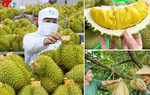 Không mở rộng diện tích sầu riêng; tập trung nâng cao năng suất, chất lượng