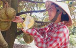 Phụ nữ nông thôn chuyển đổi xanh và thích ứng khí hậu: Bài cuối - Từ mã số vùng trồng đến sinh kế bền vững