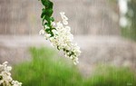 Mùa mưa năm ấy