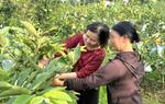 Khảo sát thực trạng phụ nữ khởi nghiệp gắn với khoa học công nghệ tại 9 tỉnh trung du và miền núi phía Bắc