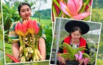 Chi hội trưởng phụ nữ người Dao khởi nghiệp từ những mùa hoa trên đất đồi