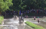 Sôi nổi Hội đua bò truyền thống chùa Rô 