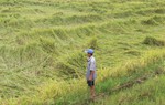 Lúa hè thu ngã rạp sau mưa lớn, người dân đứng ngồi không yên
