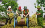 Phụ nữ Công an Đà Nẵng hỗ trợ gia đình khó khăn thu hoạch lúa bị ảnh hưởng mưa bão