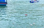 Khánh Hòa: Rác "dập dềnh" trên vịnh, gầm cầu thành điểm bán hàng cho du khách