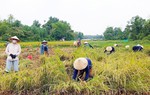 Những bàn tay phụ nữ "cứu lúa" giúp dân giữa mùa mưa lũ ở Đà Nẵng