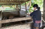Gắn nguồn vốn với sinh kế để phụ nữ vùng cao phát triển kinh tế