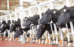 TH true MILK: Công nghệ cao giúp ghi dấu Việt Nam trên bản đồ sữa thế giới