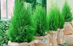 Cây thông tươi mini được ưa chuộng trong mùa Noel 