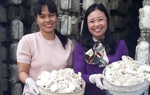 Đón xem livestream "Mua tận gốc" số 11: Cô giáo xây xưởng trồng nấm truyền cảm hứng cho người khuyết tật