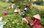 Phụ nữ nông thôn vùng đồng bằng sông Cửu Long đối mặt với thách thức từ Cách mạng công nghiệp 4.0