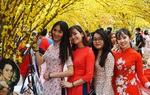 Áo dài rực rỡ dưới tán mai vàng bên câu đối đỏ ở Phố ông Đồ 