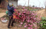 Cây lạ chưng Tết đổ bộ, đào quất "lép vế" 