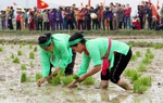 Chị em đua tài với máy cấy tại "Ngày hội xuống đồng"