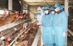 Hà Tĩnh: Thực hiện các biện pháp cấp bách ngăn chăn dịch cúm gia cầm 