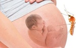 Bà bầu bị sốt xuất huyết có nguy hiểm, gây dị tật thai nhi không?