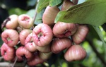 Nguồn dinh dưỡng dồi dào cùng những lợi ích tuyệt vời của quả roi