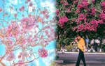 3 mùa hoa của Sài Gòn đẹp nao lòng các tín đồ "sống ảo"