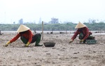 Người dân Hà Tĩnh xót xa nhìn ngao chết trắng đầm