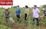 Bắc Ninh: Duy trì hoạt động hiệu quả 47 tổ liên kết phụ nữ giúp nhau phát triển kinh tế gia đình 