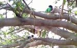 Tránh lây nhiễm Covid-19 bằng việc cách ly trên cây