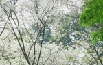 Ngẩn ngơ giữa mùa hoa Sưa nở trắng trời Hà Nội 