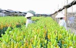 Người trồng hoa Tây Tựu khốn đốn vì giá hoa giảm "không phanh" cận ngày 8/3