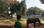 Công viên Thủ Lệ ảm đạm giữa “bão” Covid-19