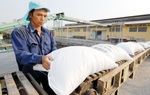 Kết luận của Phó Thủ tướng về việc xuất khẩu gạo