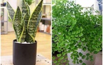 6 loại cây hút bức xạ cực tốt, làm việc tại nhà cũng nên mua đặt bàn ngay