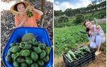 Về quê tránh dịch, Lý Nhã Kỳ đẩy xe rùa đi thu hoạch hoa quả trong nông trại 50 hecta