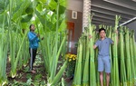 Lạc vào khu vườn dọc mùng "siêu to khổng lồ" cao hơn đầu người