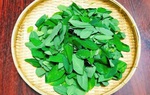 7 tác dụng “thần kỳ” của rau ngót với sức khỏe, nhưng 3 người này chớ ăn dù một miếng