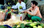 Tổ hợp tác trồng mãng cầu xiêm VietGAP