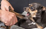 Bị chó dại cắn, bé 11 tuổi tử vong, 16 người phơi nhiễm