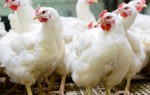 Hồng Kông ngừng nhập khẩu sản phẩm thịt gia cầm từ Đan Mạch