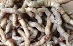 Khó xuất tinh, dùng ba kích dễ liệt dương
