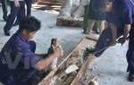 Thêm 1 tấn ngà voi giấu trong gỗ bị phát hiện