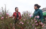 Đào Nhật Tân khoe sắc sớm 