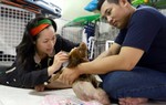 Ngôi nhà ấm áp của những chú chó, mèo bị bỏ rơi