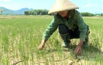 Biến đổi khí hậu tác động tới tăng trưởng kinh tế của Việt Nam
