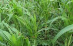 Châu chấu 'xơi tái' Mường Lạn