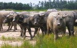 'Cửa đóng, then cài' chống trâu 'điên'