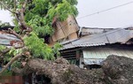 TPHCM: Cây bật gốc đè lên nhà dân, 1 bé gái bị thương