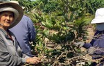 Làng mai Thủ Đức nhộn nhịp tuốt lá đón xuân